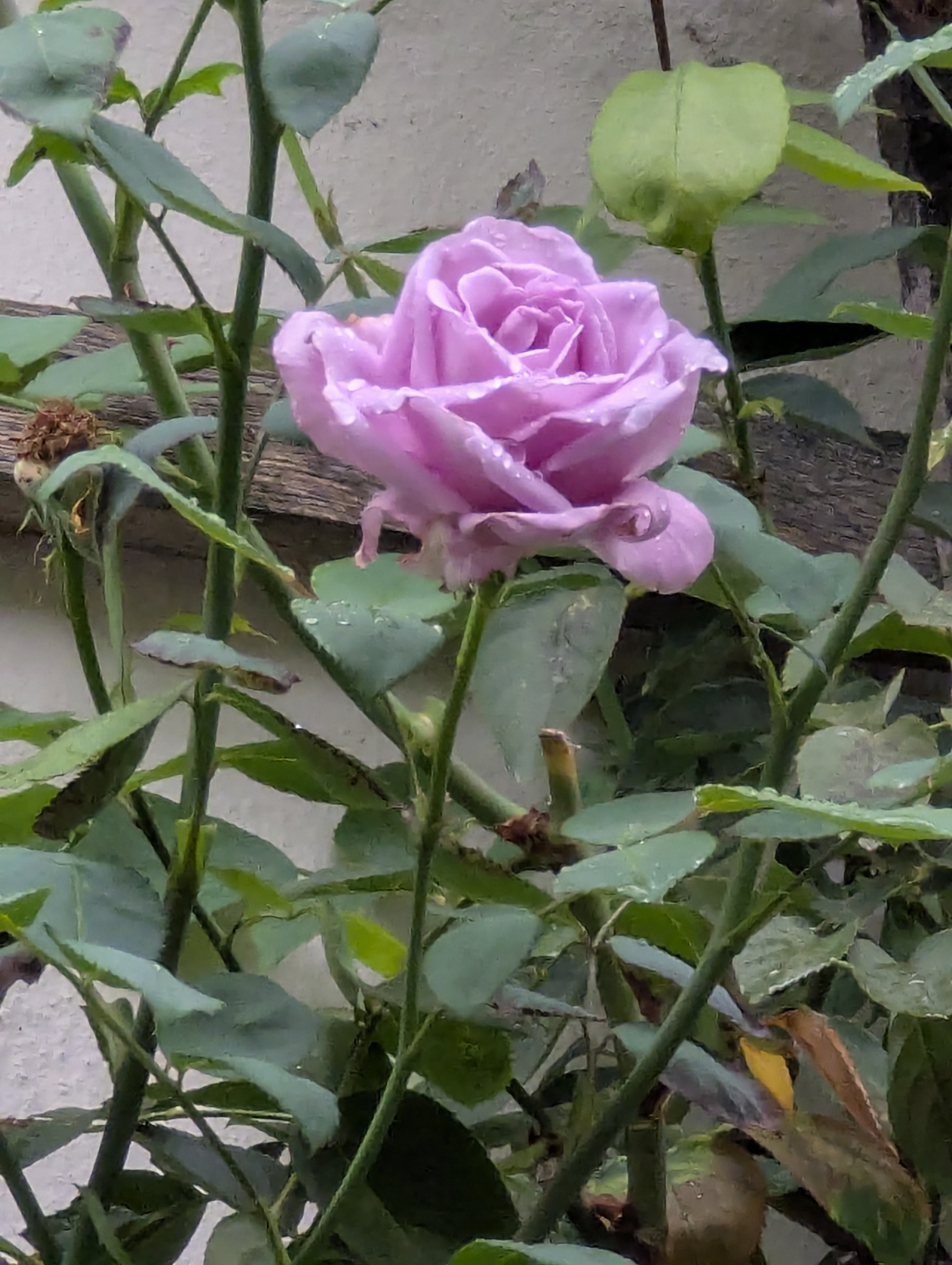 Botonic Gardens, Muenster, Germany